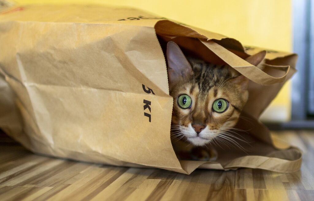 cat, package, bengali